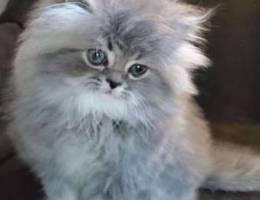 persian kitten