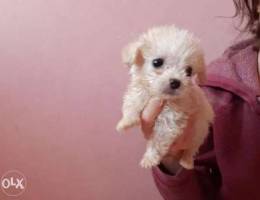 Mini bichon