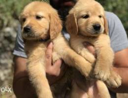 High quality Goldens