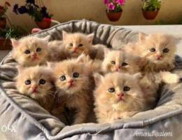 Persian kittens for Sale