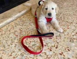 Golden retriver puppy