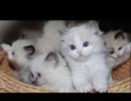 Ragdoll kittens 6 weeks