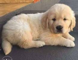 Golden retriever