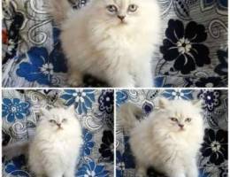 persian himalayan