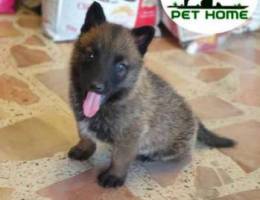 malinois dog for sale