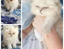 Persian Himalayan for sale