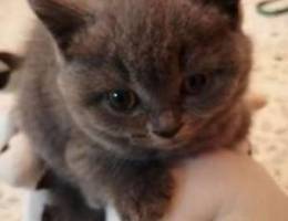 scottish fold and brtish for sale