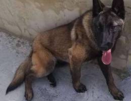 Female malinois 11 month