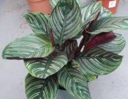 Calathea Ornata