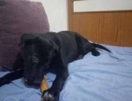 For sale labrador black montain 7 months o...