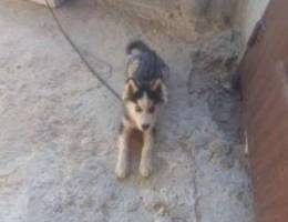 Husky 3mro 3 mounths blue eyes black and w...