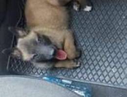 Malinois female 3omra chahren wnos mta3ame...