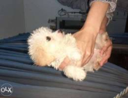 900 gram bichon maltese 1300