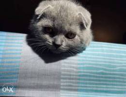 scottish fold