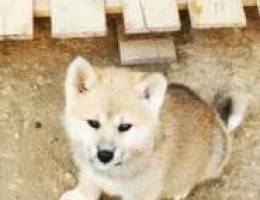 Japanese akita-Female puppy