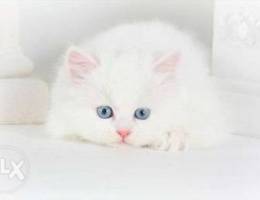 Persian chinchila white kittens blue eyes