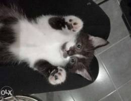 Kitten male for adoption healthy w2e5ed eb...