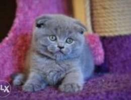 Scottish fold full package