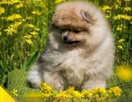 Gorgeous mini Pomeranian puppy. Boy. Almos...