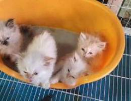 Cats for sale malyon w 700