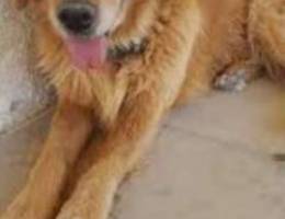 golden retriever mae dftru oomro 7 chhour