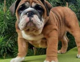 The English Bulldog is a powerful, stocky ...