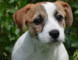 Puppies Jack Russell Terrier