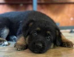 German Shepherd We are preparing to sell b...