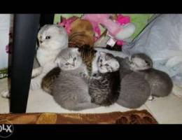 Chinchilla Scottish Fold For Sale