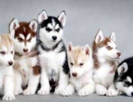 I will sell beautiful husky puppies, there...