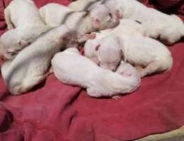 Dogo argentino puppies