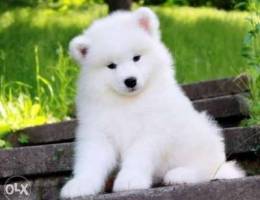 Samoyed puppyâ€™s