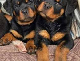 Rottweiler XXL