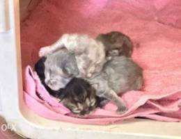 scotish fold highland kittens for sale