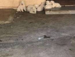 Puppies for sale