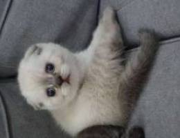 scottish fold