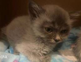 Adorable British shorthair kitten