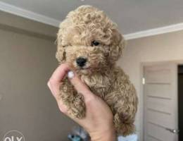 Toy poodle Caramel