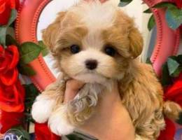 Maltipoo Cavapoo