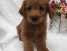 Labradoodle Goldendoodle F1