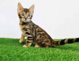 Top Bengal