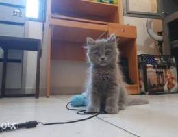 British Longhair Male 2 month old