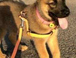 malinois with house for sale