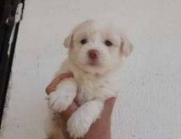 Mini bichon puppies