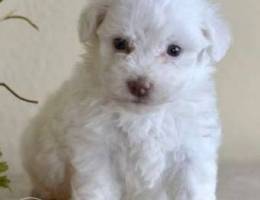 Bichon