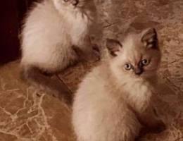 Scottish fold / British / Himalayan Kitten...