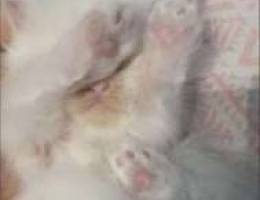 Kittens for sale ( 4 White & 1 Black and W...