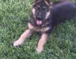 German Shepherd