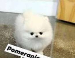 Pomeranian tea cup