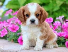 Cavalier King Charles Puppy